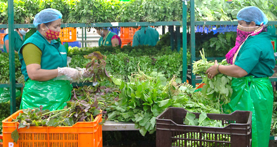 Gowramma (l) and Manju Bai (r) packages green leafy vegetables inside a Big Basket distribution center in Hoskote, on the outskirts of Bengaluru, India